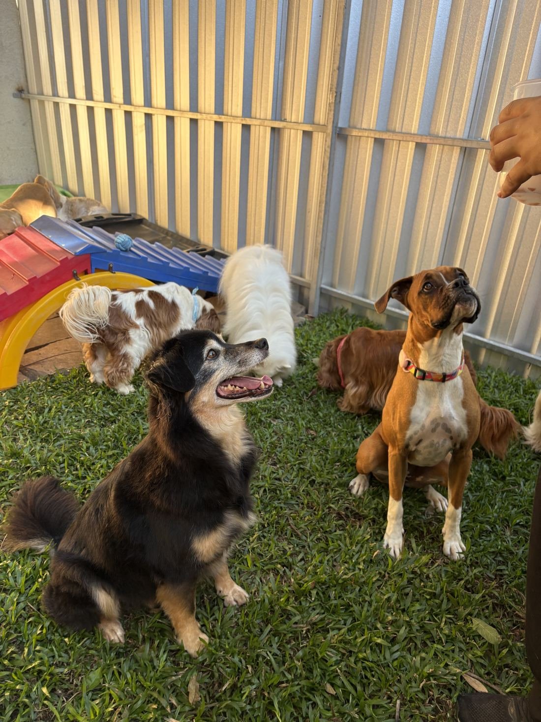 Cães da turma juntos no pátio da creche