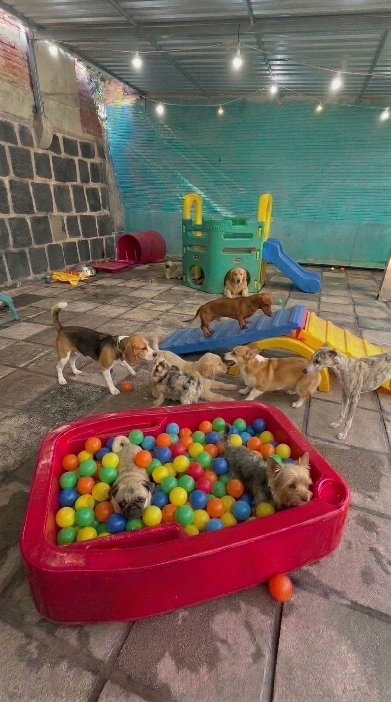 Cães gastando energia na área de recreação