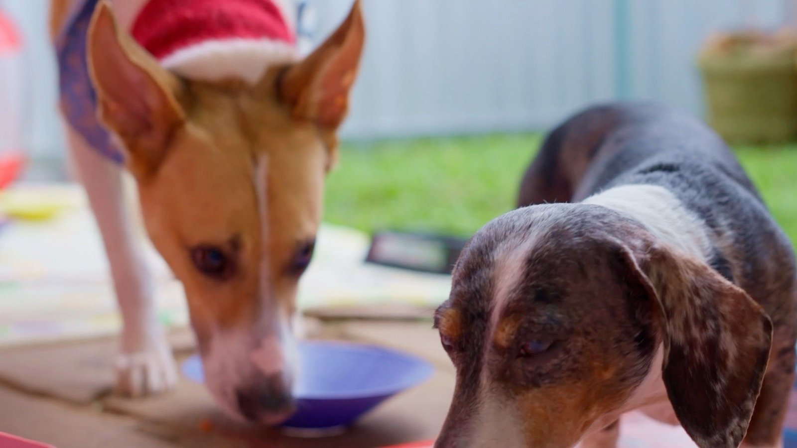 Dois cães explorando as tigelas de enriquecimento