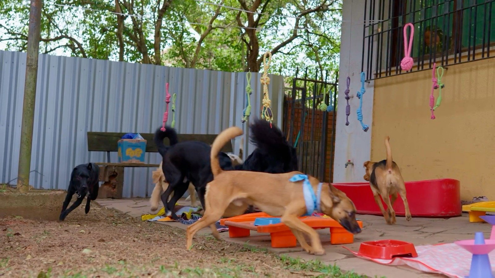 Grupo de cães circulando pelo pátio da creche da Thor Pet Spa