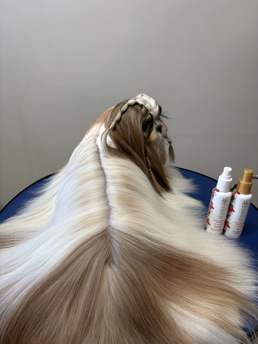Pelagem longa hidratada e finalizada na Thor Pet Spa