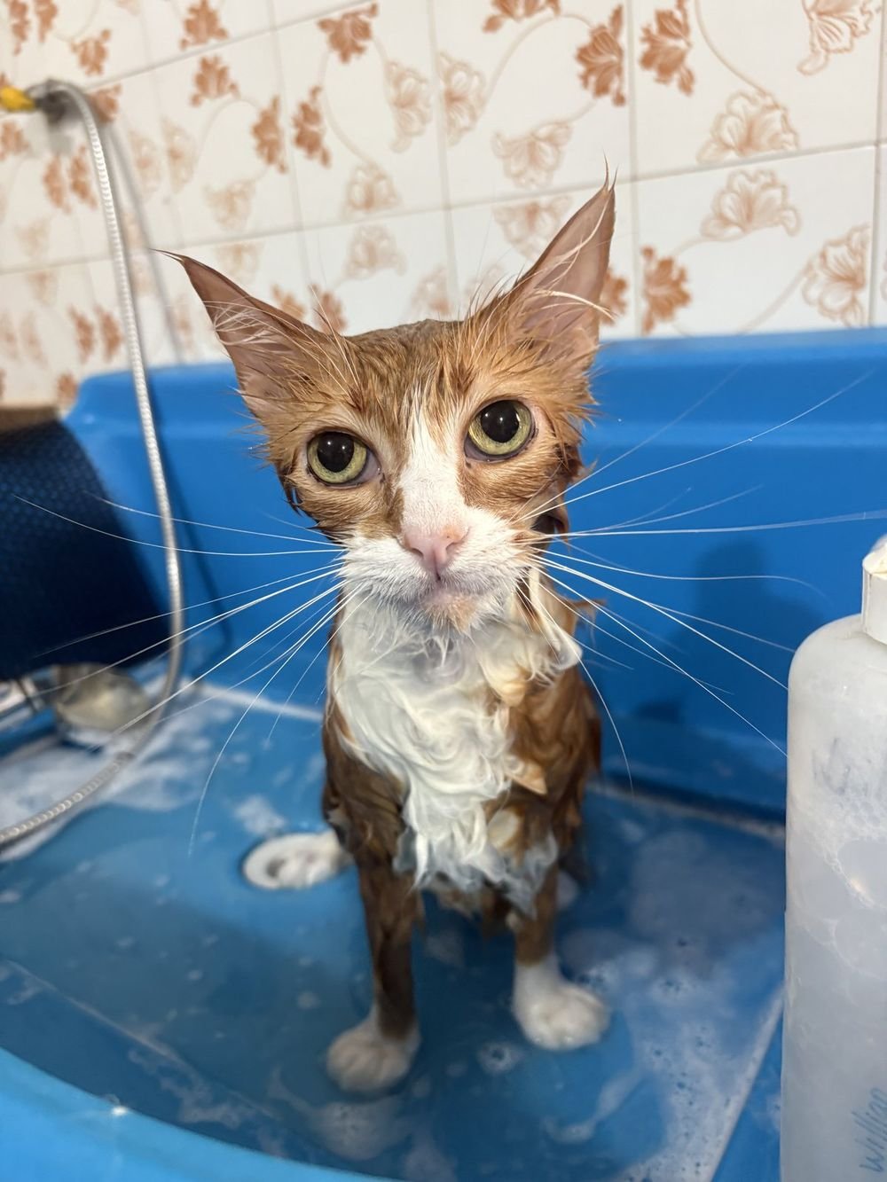 Gato sendo banhado com calma