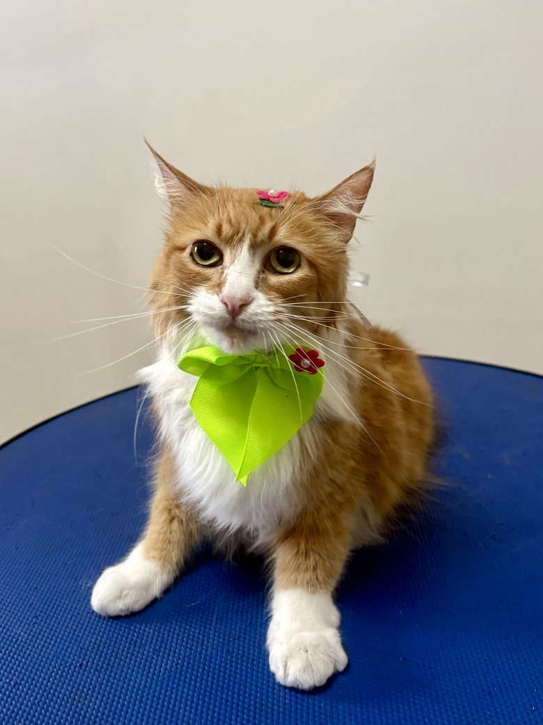 Gato laranja e branco pronto, com lenço verde