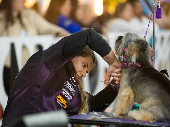 Daiana Soares competindo em concurso de grooming